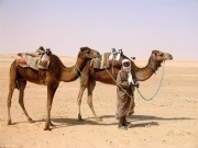 touaregs